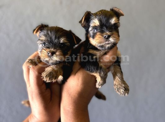 Teacup Yorkshi̇re Terri̇er Bebekler görsel