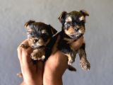 Teacup Yorkshi̇re Terri̇er Bebekler
