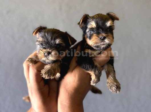 Teacup Yorkshi̇re Terri̇er Bebekler görsel