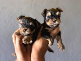 Teacup Yorkshi̇re Terri̇er Bebekler