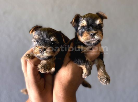 Teacup Yorkshi̇re Terri̇er Bebekler görsel