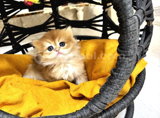 Safkan  Longhair Yavrularimiz