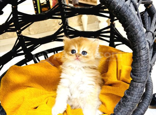 Safkan  Longhair Yavrularimiz görsel