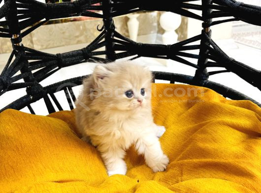 Safkan  Longhair Yavrularimiz görsel