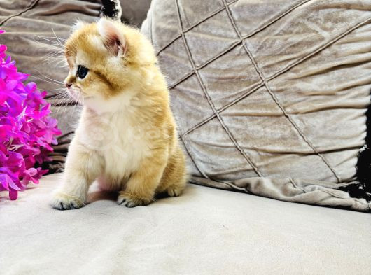 Safkan  Longhair Yavrularimiz görsel