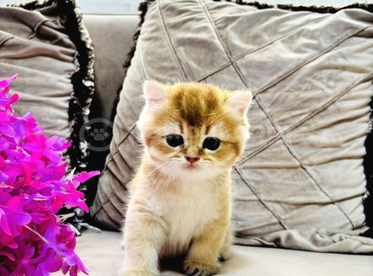 Safkan  Longhair Yavrularimiz görsel