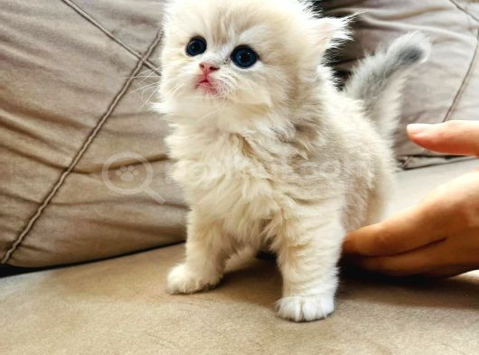Safkan  Longhair Yavrularimiz görsel
