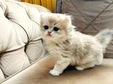 Safkan  Longhair Yavrularimiz