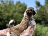 Irkının En Güzeli Shihtzu Yavru