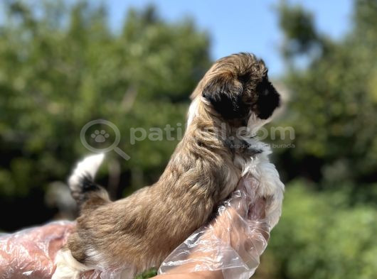 Irkının En Güzeli Shihtzu Yavru görsel