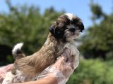 Irkının En Güzeli Shihtzu Yavru