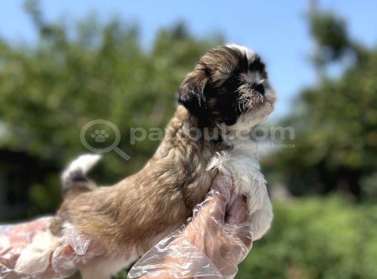 Irkının En Güzeli Shihtzu Yavru