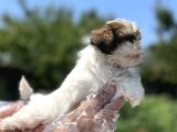 Irkının En Güzeli Shihtzu Yavru
