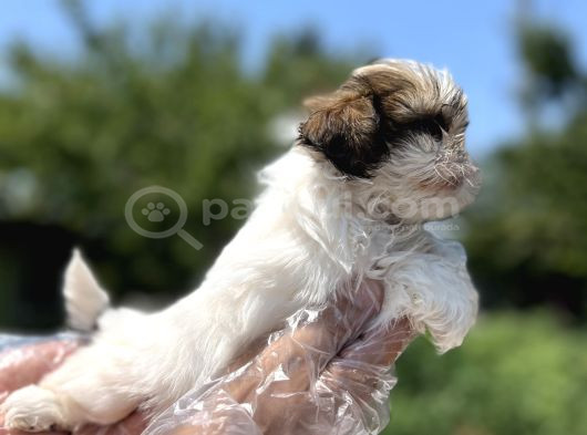 Irkının En Güzeli Shihtzu Yavru görsel