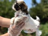 Irkının En Güzeli Shihtzu Yavru