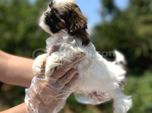 Irkının En Güzeli Shihtzu Yavru görsel