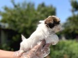 Irkının En Güzeli Shihtzu Yavru