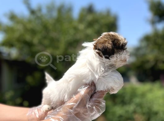 Irkının En Güzeli Shihtzu Yavru görsel