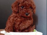 En güzel toy poodle yavrular