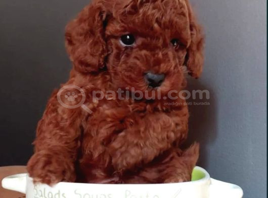 En Güzel Toy Poodle Yavrular