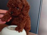 En Güzel Toy Poodle Yavrular