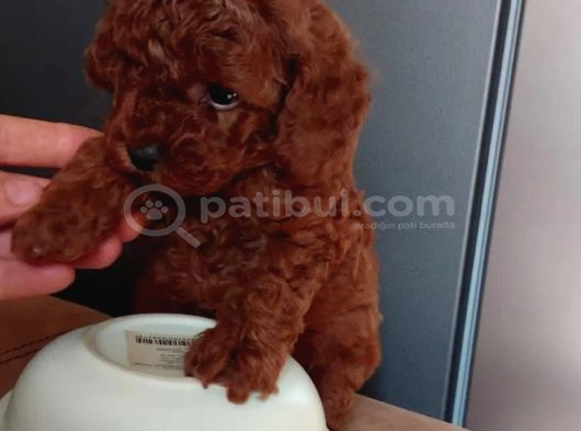 En Güzel Toy Poodle Yavrular görsel