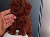 En Güzel Toy Poodle Yavrular