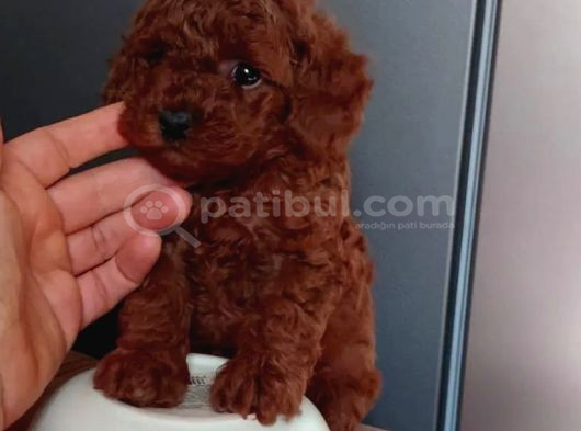 En Güzel Toy Poodle Yavrular görsel