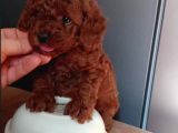 En Güzel Toy Poodle Yavrular
