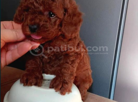 En Güzel Toy Poodle Yavrular görsel