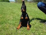 Asil ırkının en iyisi doberman yavrular