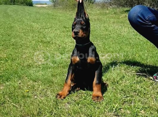 Asil Irkının En Iyisi Doberman Yavrular