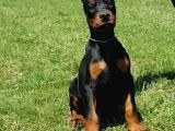 Asil Irkının En Iyisi Doberman Yavrular