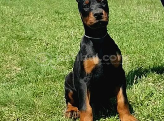 Asil Irkının En Iyisi Doberman Yavrular görsel