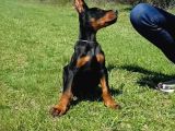 Asil Irkının En Iyisi Doberman Yavrular