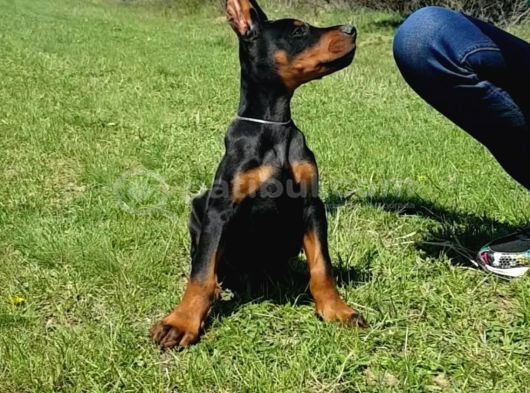 Asil Irkının En Iyisi Doberman Yavrular görsel