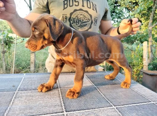 Kızıl Show Line Doberman Yavrular görsel