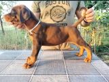 Kızıl Show Line Doberman Yavrular