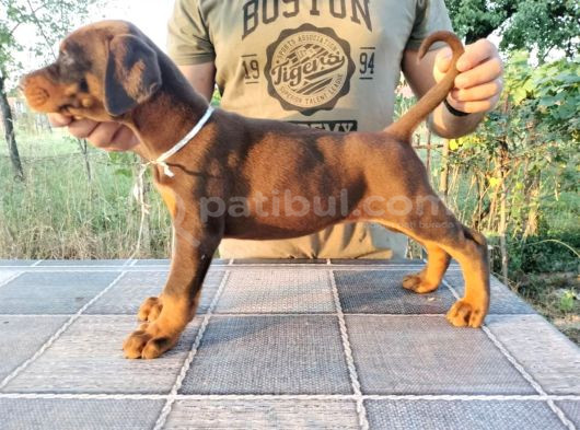 Kızıl Show Line Doberman Yavrular görsel