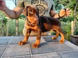Kızıl show line doberman yavrular