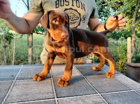 Kızıl Show Line Doberman Yavrular