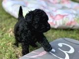 Siyah Inci En Özel Poodle Yavrular