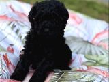 Siyah Inci En Özel Poodle Yavrular