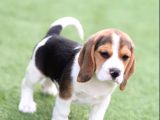 Mükemmel beagle yavrular