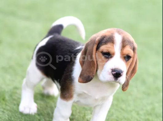 Mükemmel Beagle Yavrular