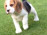 Mükemmel Beagle Yavrular