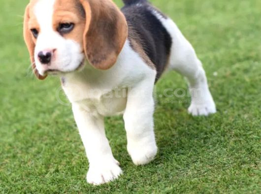 Mükemmel Beagle Yavrular görsel