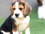 Mükemmel Beagle Yavrular