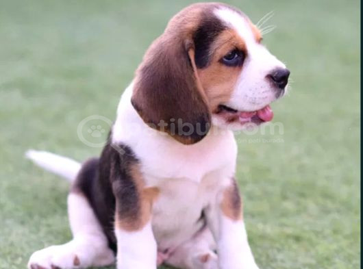 Mükemmel Beagle Yavrular görsel