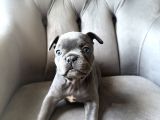Blu French Bulldog Evde Beslediğimiz Evlatların Yavruları